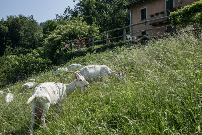 Fondo Afi - Valganna - Marchirolo - Località Costebelle - Agriturismo Alpe dei Fiori - 2014 - Foto Fabio Preda