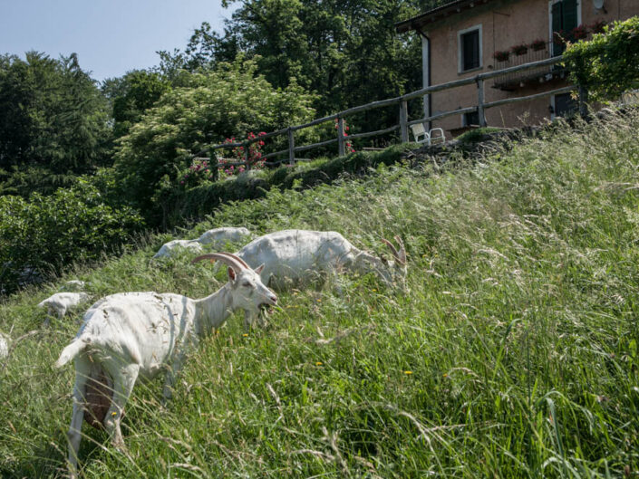 Fondo Afi - Valganna - Marchirolo - Località Costebelle - Agriturismo Alpe dei Fiori - 2014 - Foto Fabio Preda
