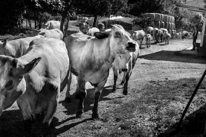 Fondo Afi - Valmarchirolo - Masciago Primo - Azienda Agricola Il Moniscione - 2014 - Foto Lorenzo Di Nozzi